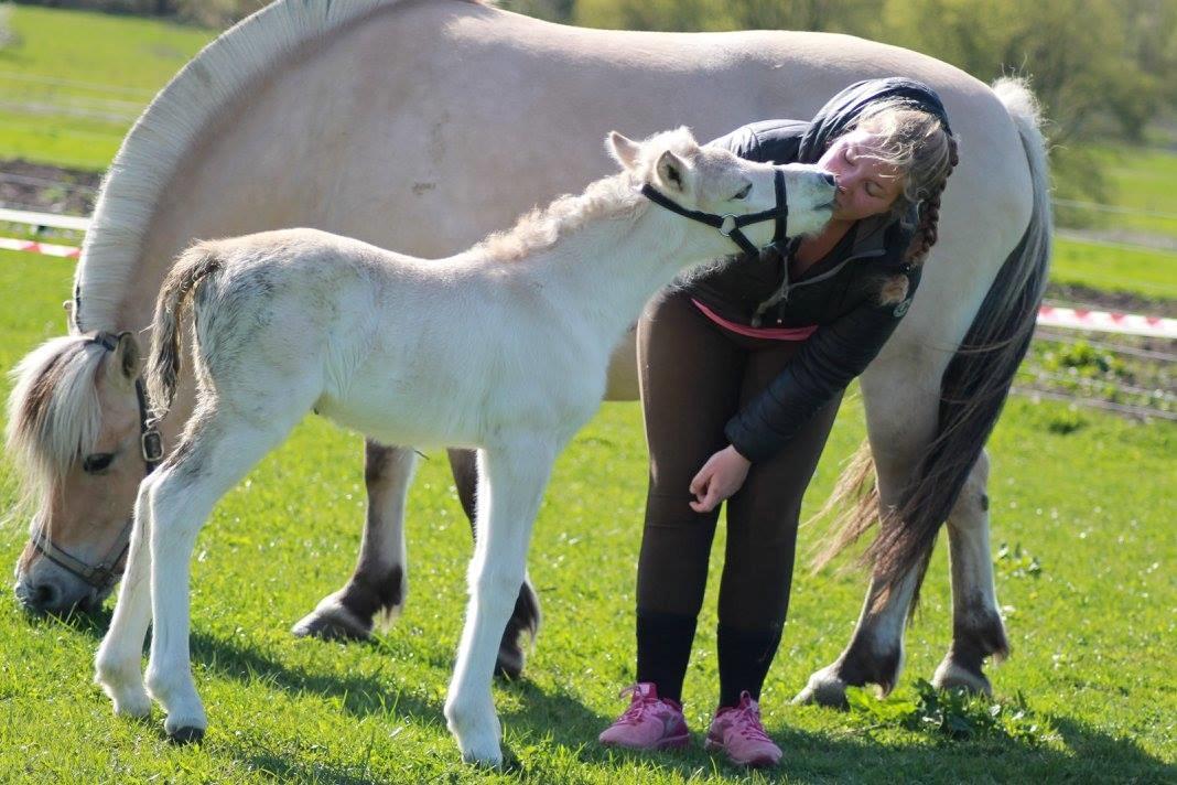 Fjordhest Toftegårdens Ninja <3 billede 2