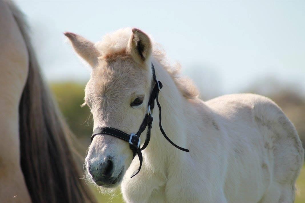 Fjordhest Toftegårdens Ninja <3 billede 3