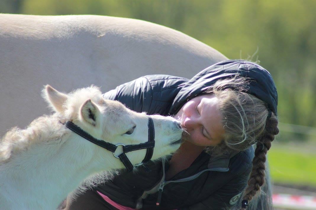 Fjordhest Toftegårdens Ninja <3 billede 4