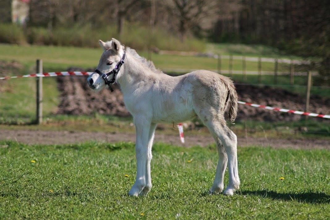 Fjordhest Toftegårdens Ninja <3 billede 5
