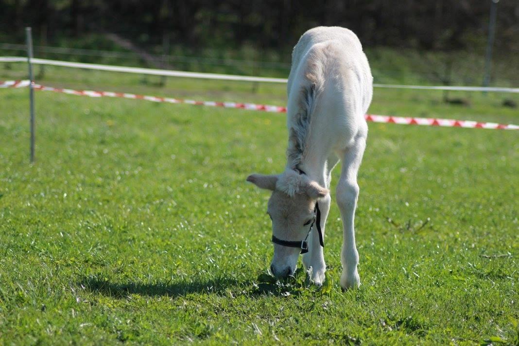 Fjordhest Toftegårdens Ninja <3 billede 6