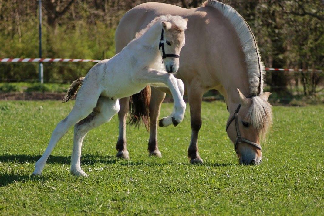 Fjordhest Toftegårdens Ninja <3 billede 1