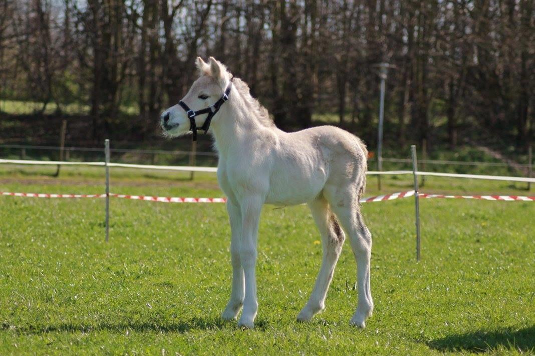 Fjordhest Toftegårdens Ninja <3 billede 7