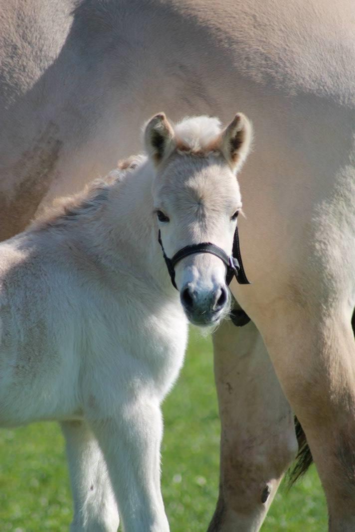 Fjordhest Toftegårdens Ninja <3 billede 8