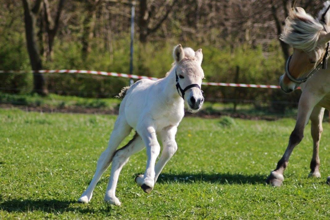 Fjordhest Toftegårdens Ninja <3 billede 9