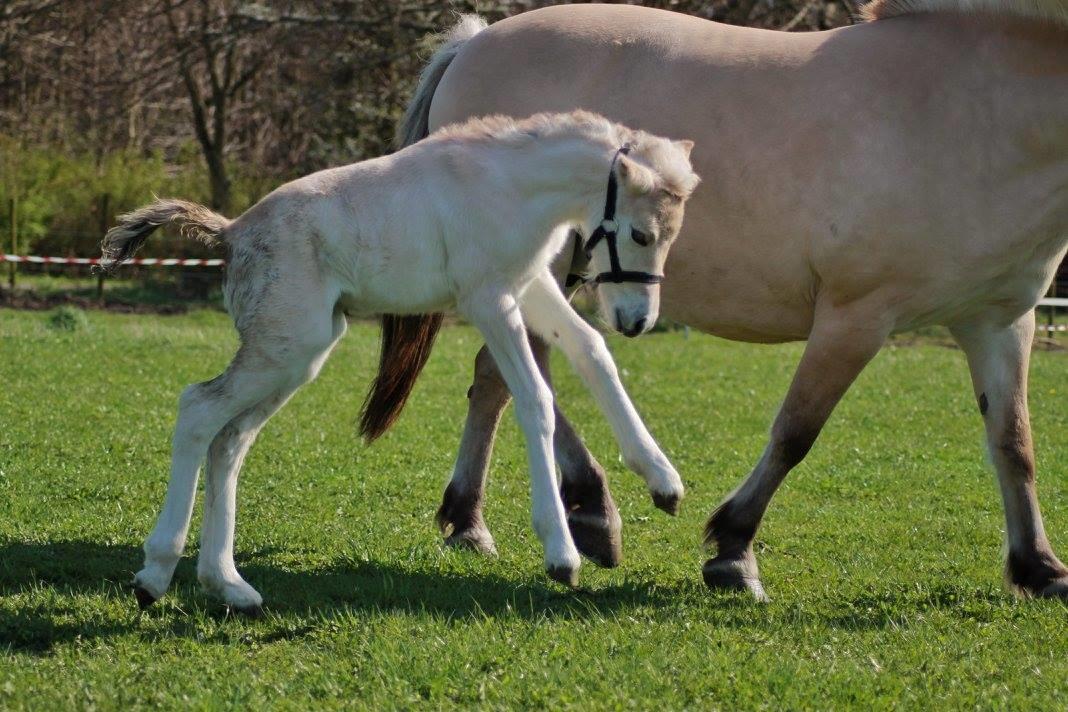 Fjordhest Toftegårdens Ninja <3 billede 10