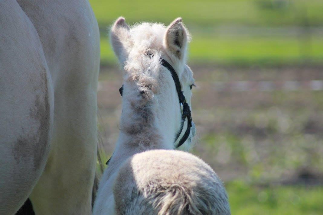 Fjordhest Toftegårdens Ninja <3 billede 11