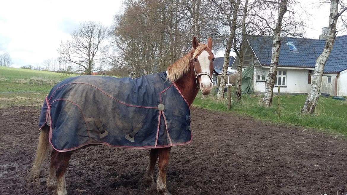 Anden særlig race balou billede 1