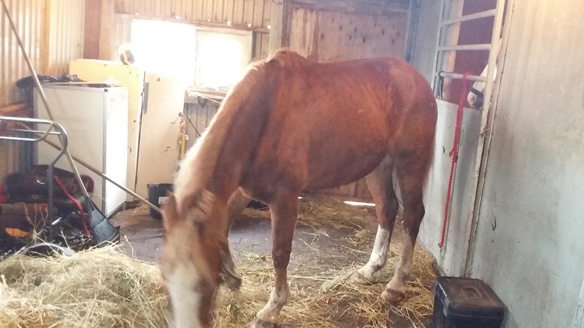 Anden særlig race balou billede 4