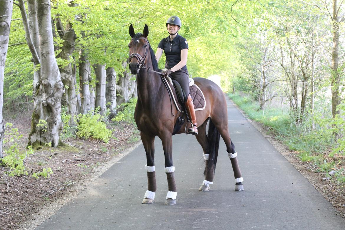 Dansk Varmblod Aalykkes Raffinessa - Aalykkes Raffinessa 11/5-16. Foto: Hartwigsen Photography billede 2