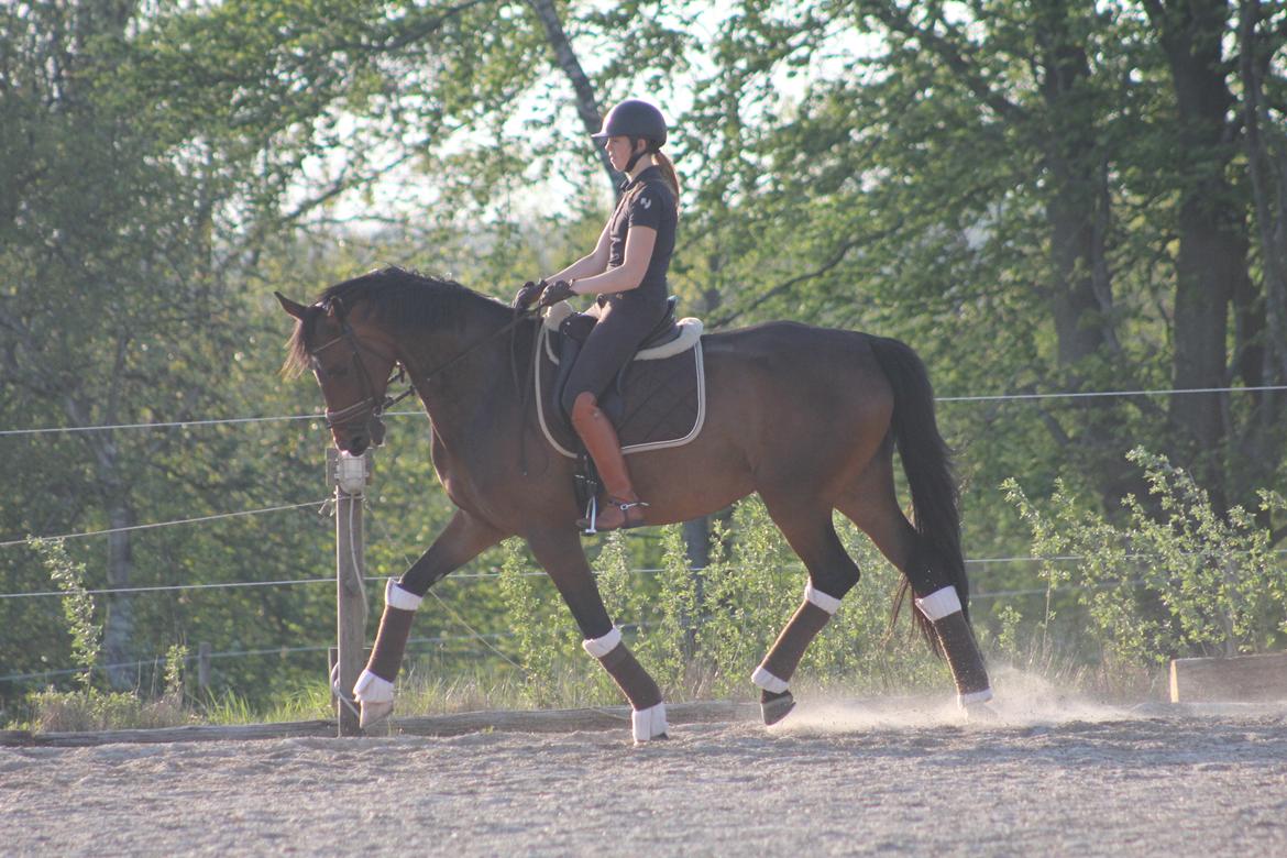 Dansk Varmblod Aalykkes Raffinessa - Aalykkes Raffinessa 11/5-16. Foto: Hartwigsen Photography billede 4