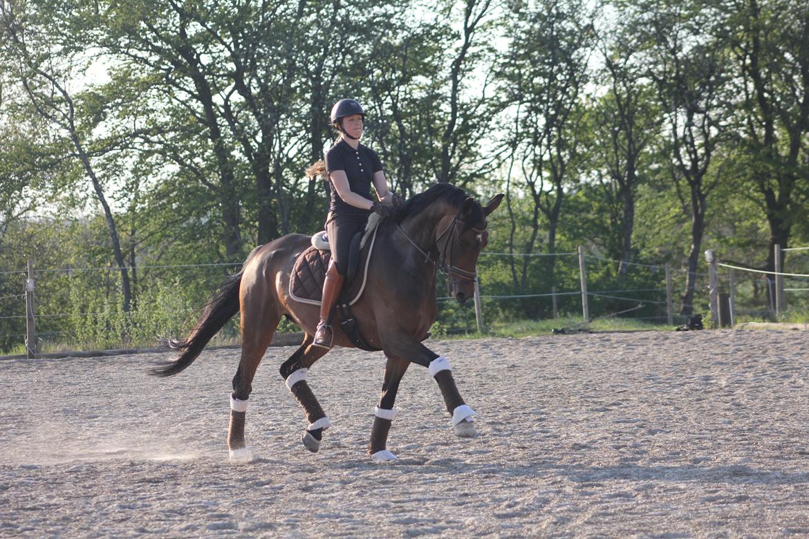 Dansk Varmblod Aalykkes Raffinessa - Aalykkes Raffinessa 11/5-16. Foto: Hartwigsen Photography billede 6