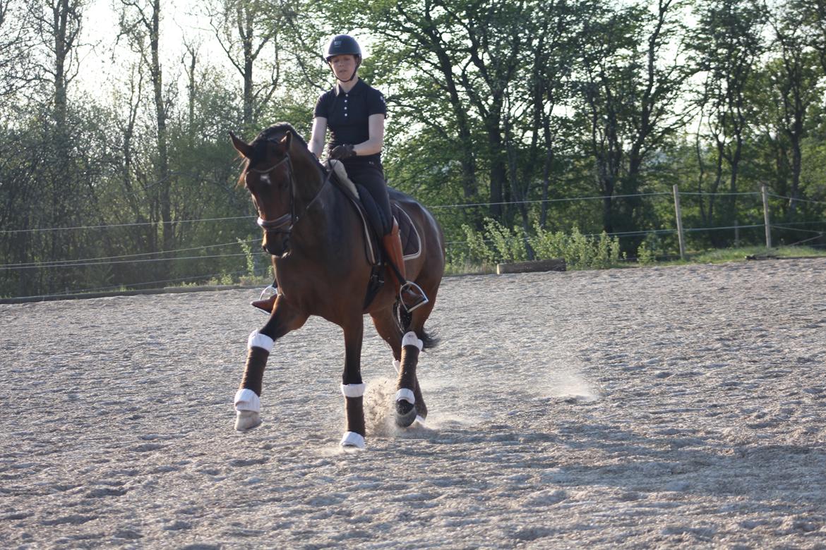 Dansk Varmblod Aalykkes Raffinessa - Aalykkes Raffinessa 11/5-16. Foto: Hartwigsen Photography billede 3