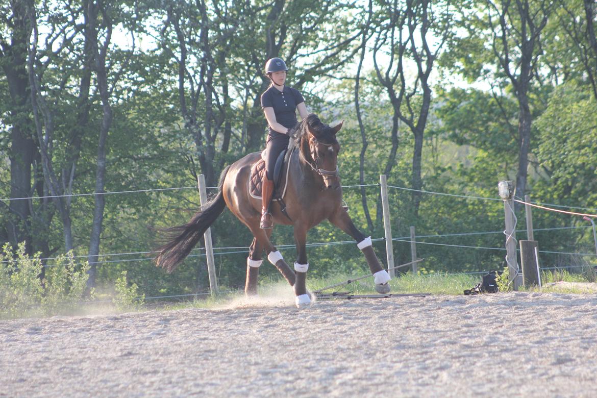 Dansk Varmblod Aalykkes Raffinessa - Aalykkes Raffinessa 11/5-16. Foto: Hartwigsen Photography billede 5
