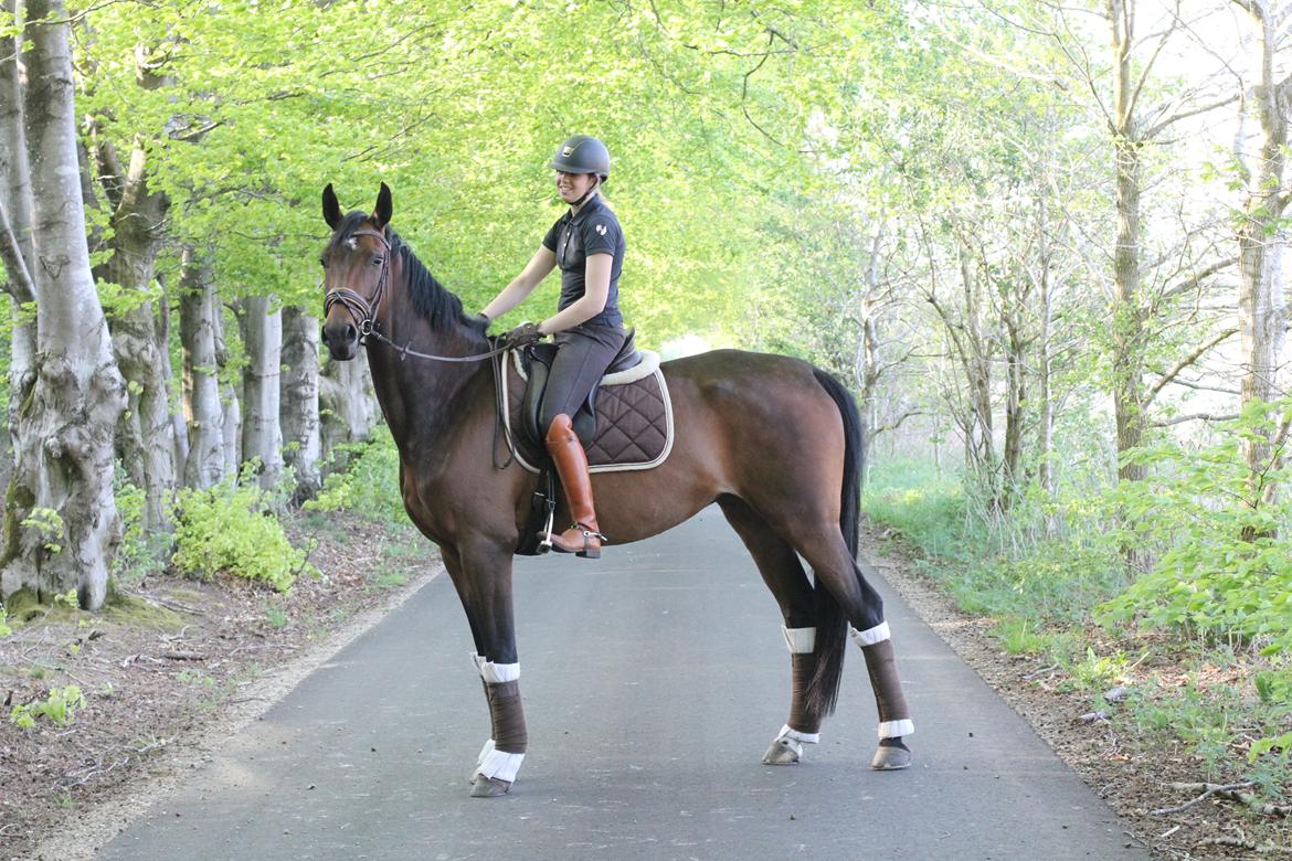Dansk Varmblod Aalykkes Raffinessa - Aalykkes Raffinessa 11/5-16. Foto: Hartwigsen Photography billede 1