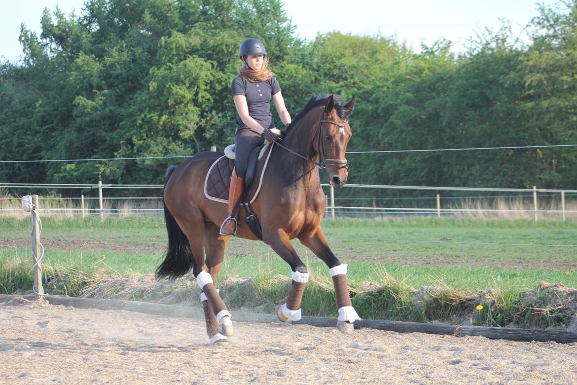 Dansk Varmblod Aalykkes Raffinessa - Aalykkes Raffinessa 11/5-16. Foto: Hartwigsen Photography billede 7