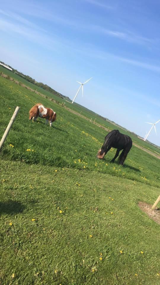 Anden særlig race Hugo - Hugo sommeren 2016, billedet er venligt lånt af den nye ejer <3 billede 19