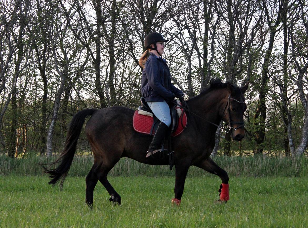 New Forest Skovens Micon  - Maj 2016 | billede 19