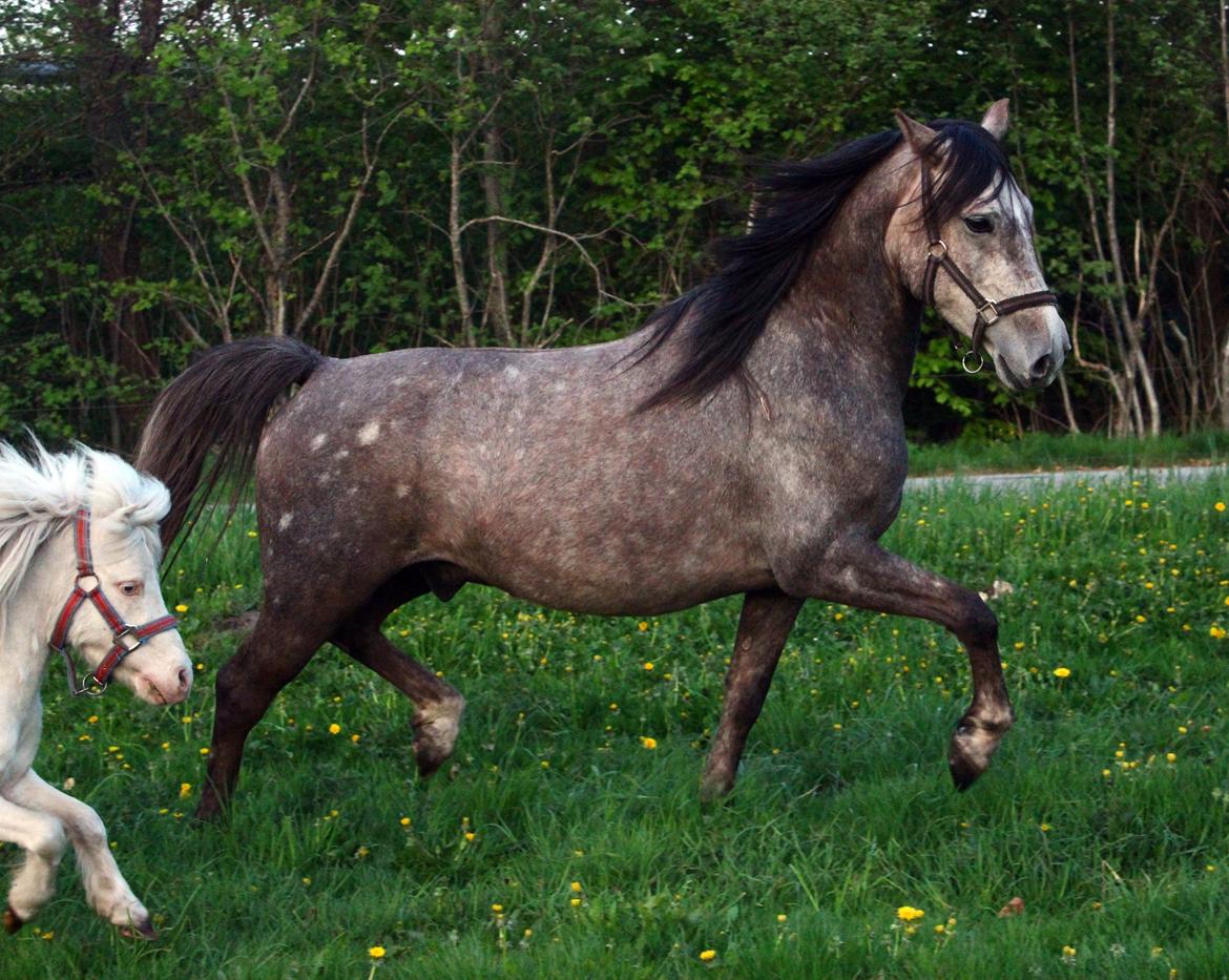 Anden særlig race Stald Nino's Look At Me  - Maj 2016 | Lige ankommet. billede 9