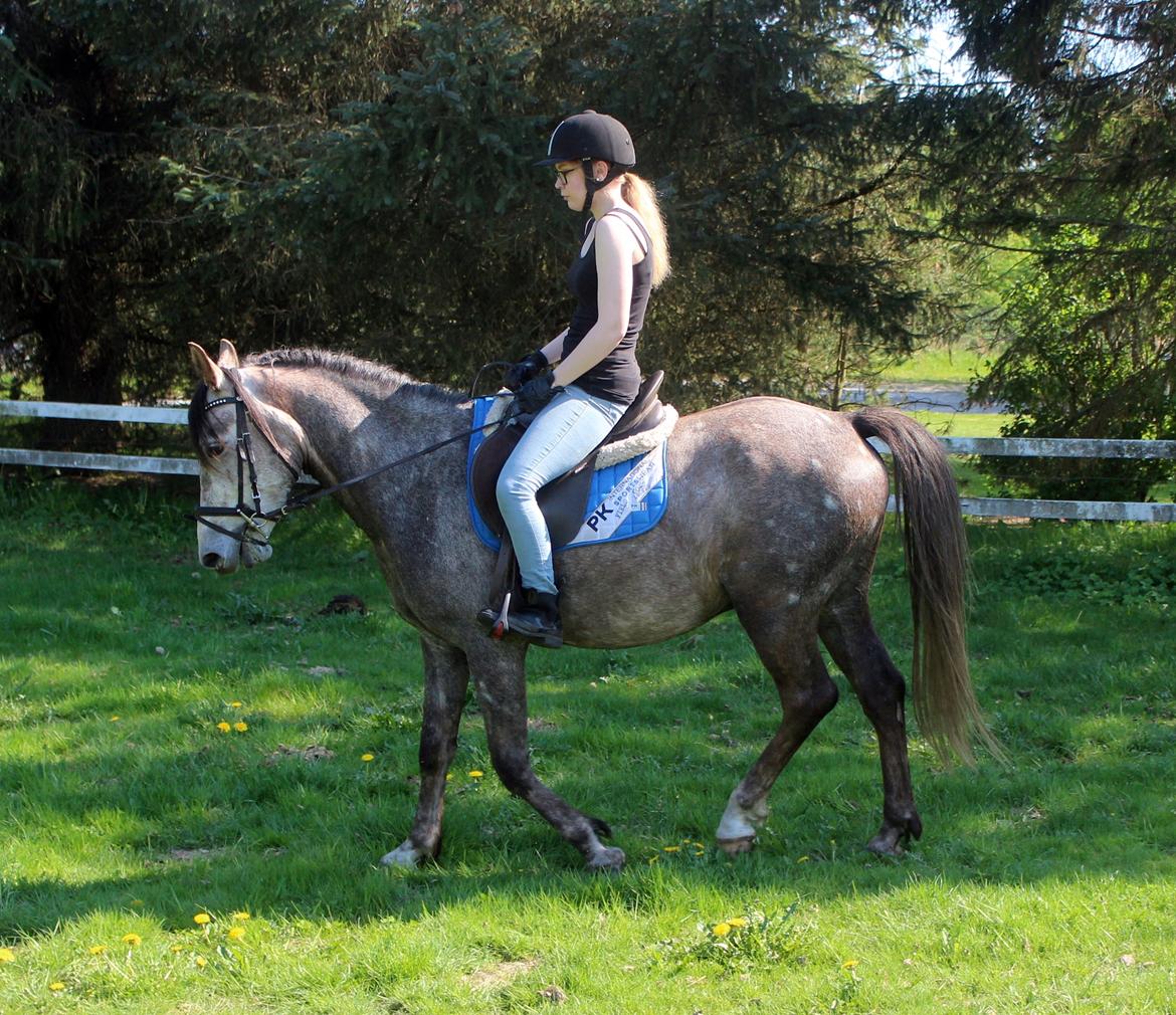 Anden særlig race Stald Nino's Look At Me  - Maj 2016 | billede 11