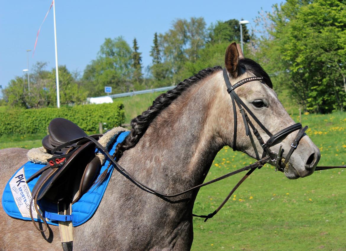 Anden særlig race Stald Nino's Look At Me  - Maj 2016 | billede 6