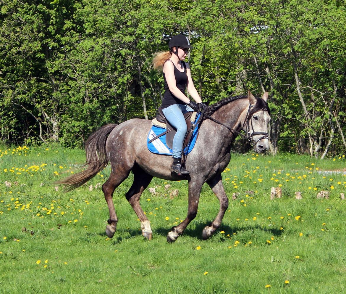 Anden særlig race Stald Nino's Look At Me  - Maj 2016 | billede 12