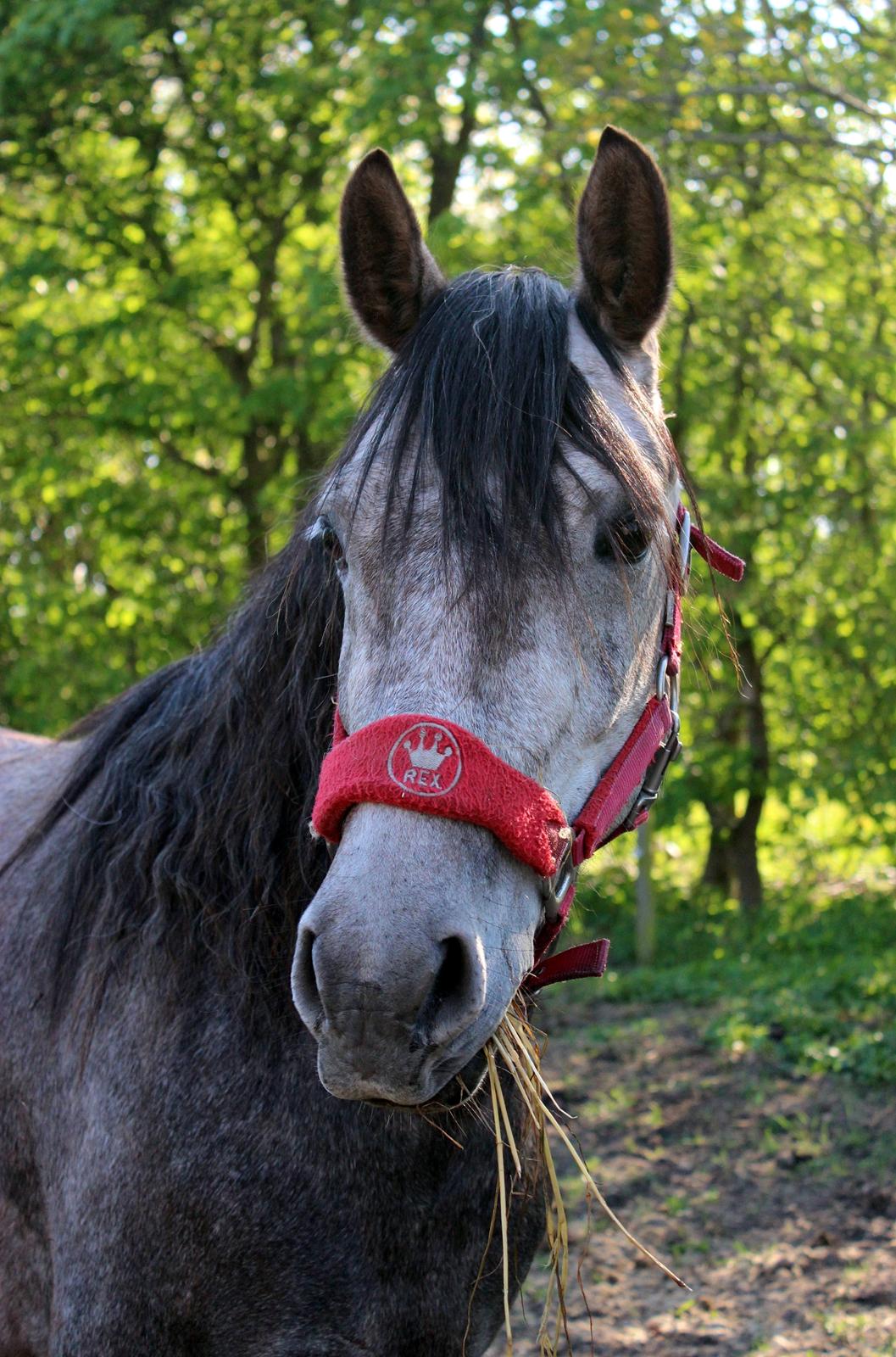 Anden særlig race Stald Nino's Look At Me  - Maj 2016 | 4 dag hos os ♥♥ billede 7