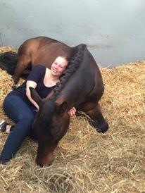 Trakehner Kattavango billede 17