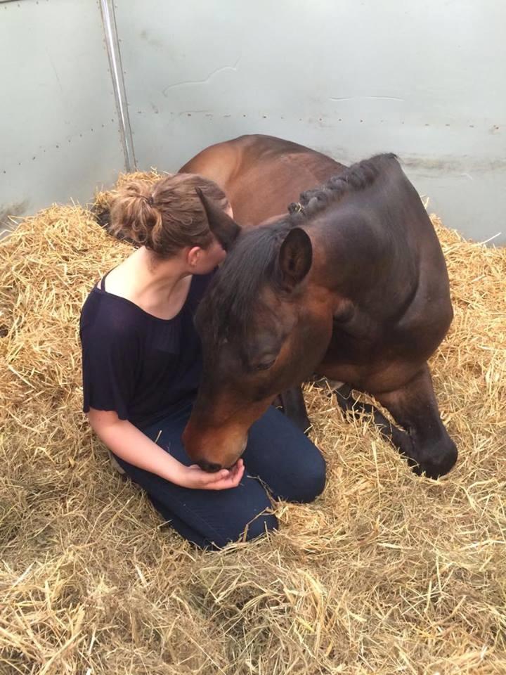 Trakehner Kattavango billede 20