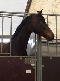 Trakehner Kattavango billede 19