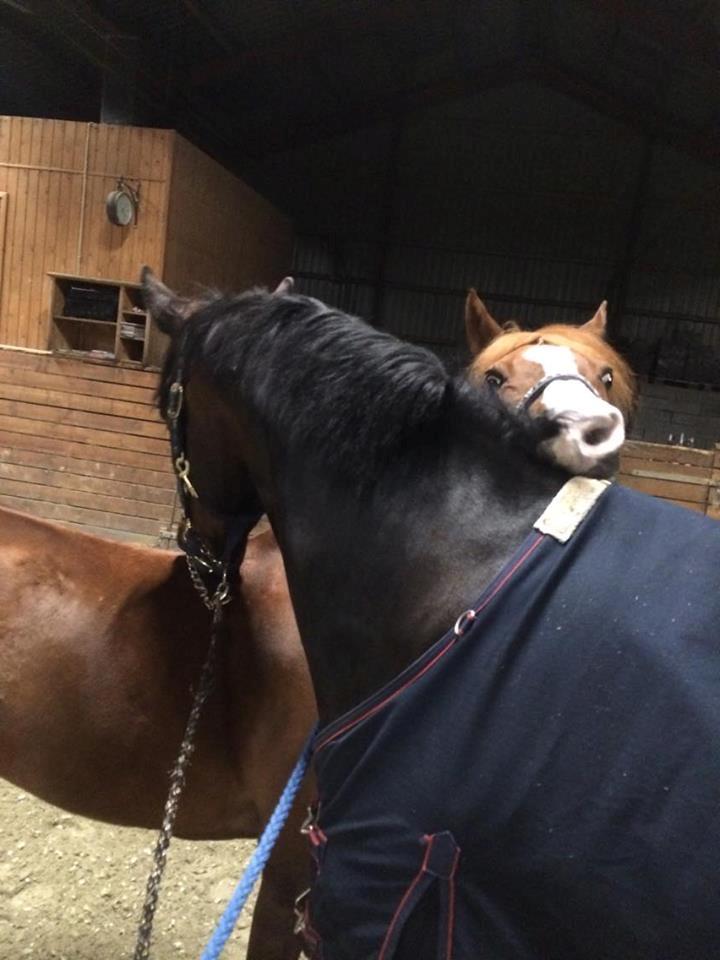 Trakehner Kattavango billede 14