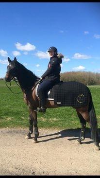 Trakehner Kattavango billede 16