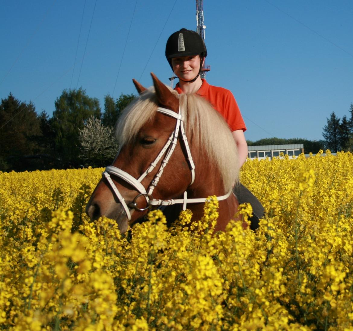 Haflinger Katarina *bronze vinder ved haflinger DM 2016* - d.12.05.2016 billede 15