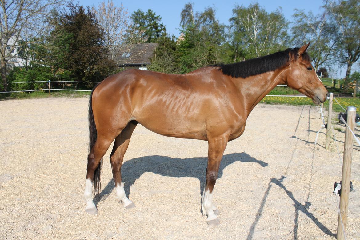 Fuldblod (XX) Monarch First billede 9