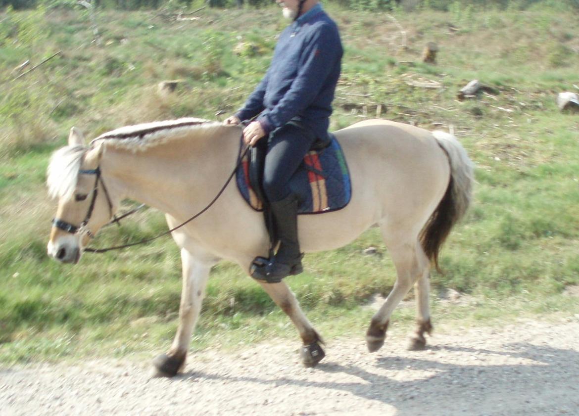 Fjordhest Vrå nikita - 13 Maj 2016 første ridetur her hjemme søde NIKITA billede 40