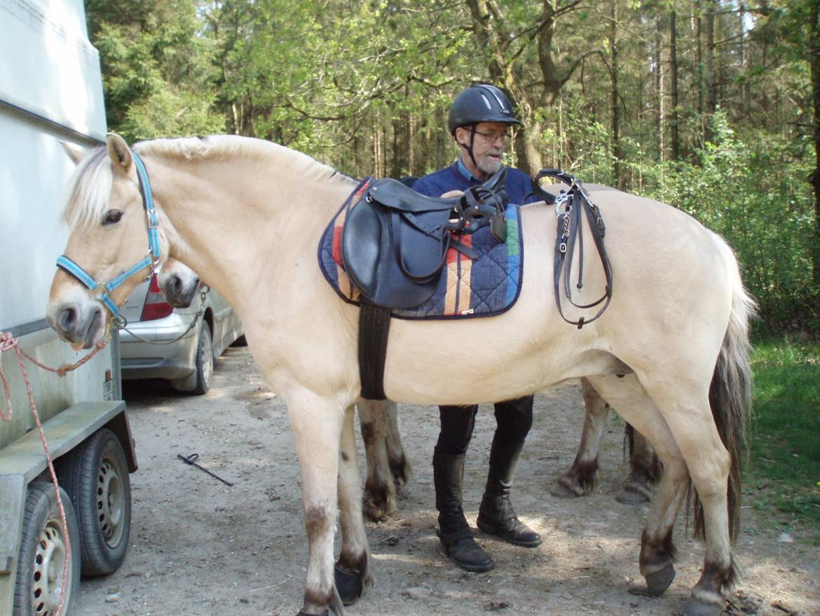 Fjordhest Vrå nikita - Opsadlings metode 13 Maj 2016 billede 26