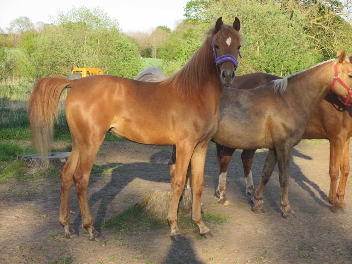 Arabisk fuldblod (OX) Emira bint Gharib ox *SOLGT* billede 13