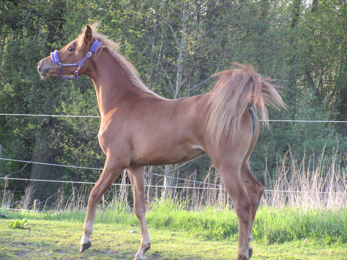 Arabisk fuldblod (OX) Emira bint Gharib ox *SOLGT* billede 15