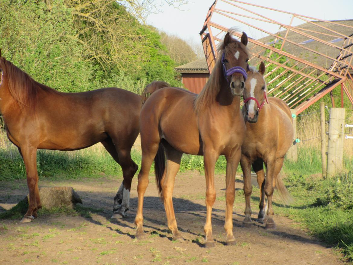 Arabisk fuldblod (OX) Emira bint Gharib ox *SOLGT* billede 14