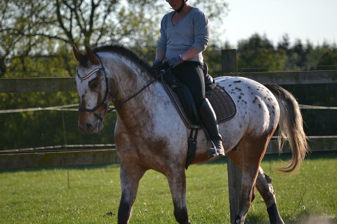 Anden særlig race Titon - Kong Triton SOLGT billede 42