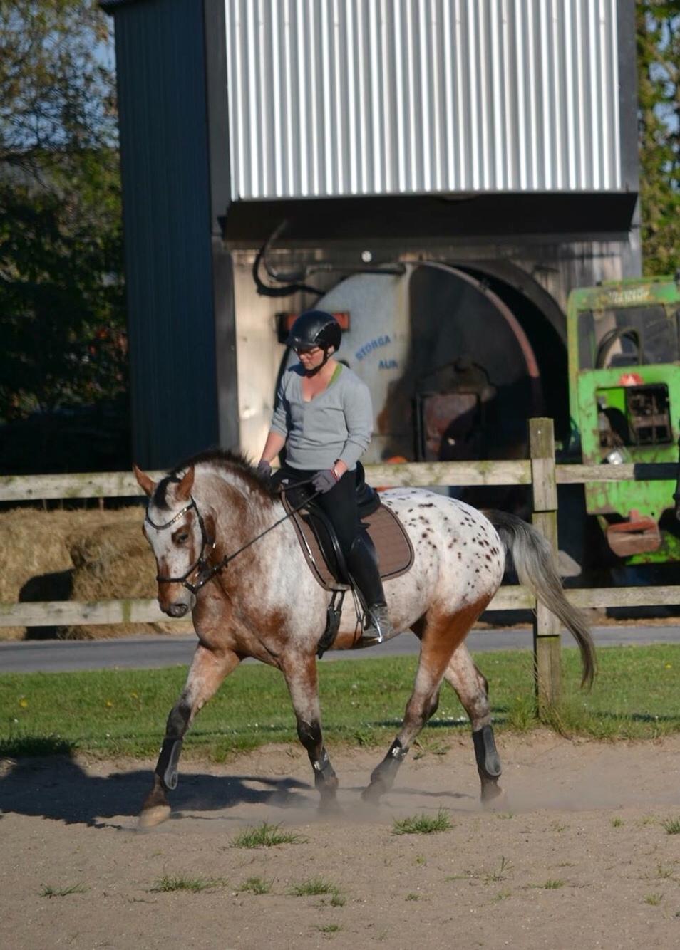 Anden særlig race Titon - Kong Triton SOLGT billede 45
