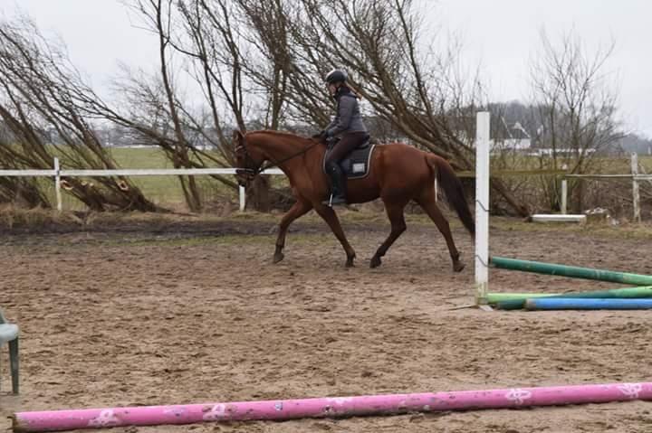 Dansk Varmblod Lorenz - Elmbo billede 19