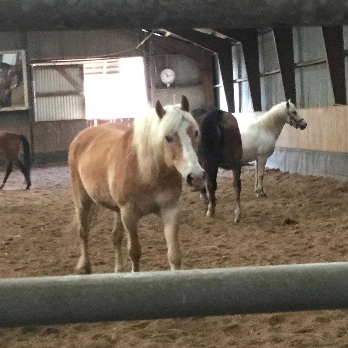 Haflinger Jupiter billede 1
