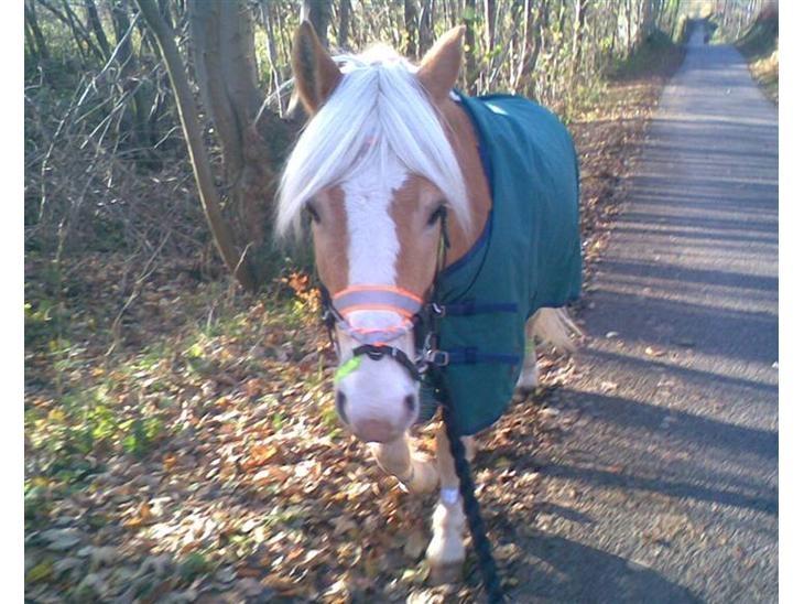Haflinger Jupiter billede 2