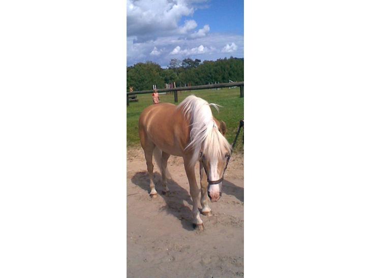 Haflinger Jupiter billede 3