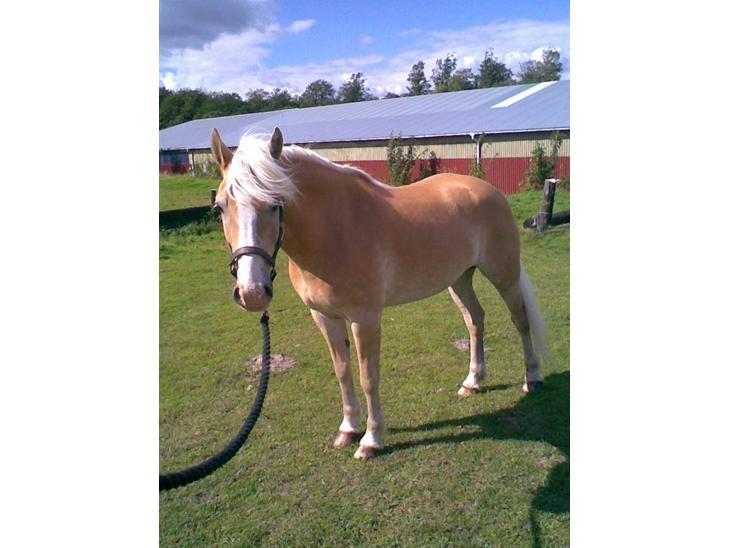 Haflinger Jupiter billede 4