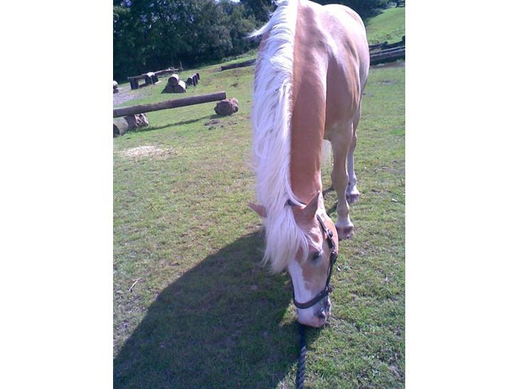 Haflinger Jupiter billede 5