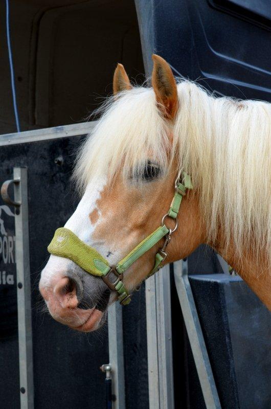 Haflinger Jupiter billede 7