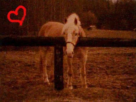 Haflinger Jupiter billede 8