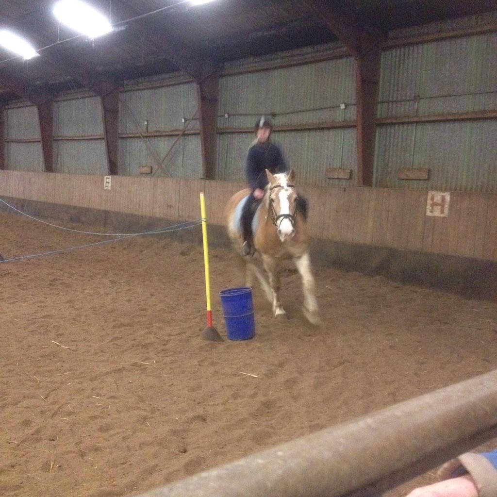 Haflinger Jupiter billede 9